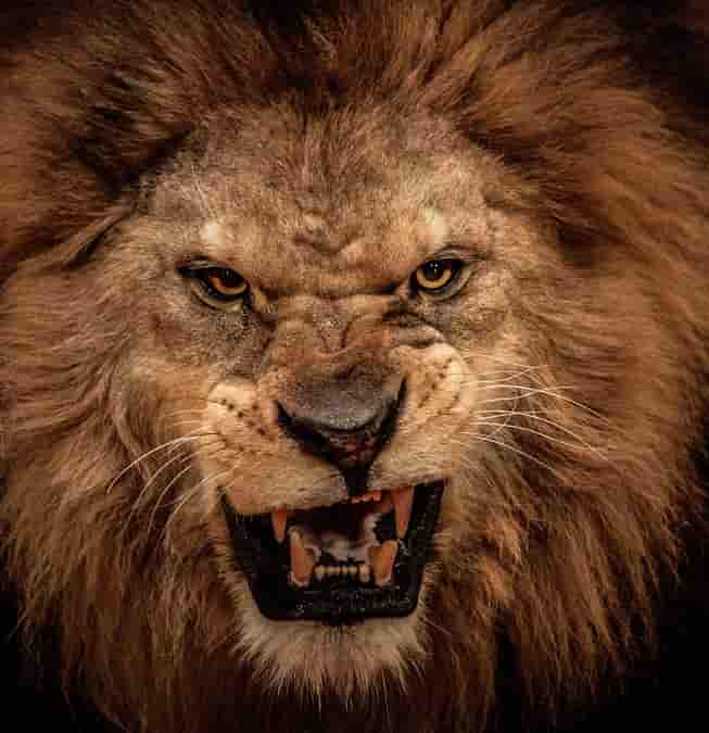 Workers Union Says ‘Let the British Lion Roar!’