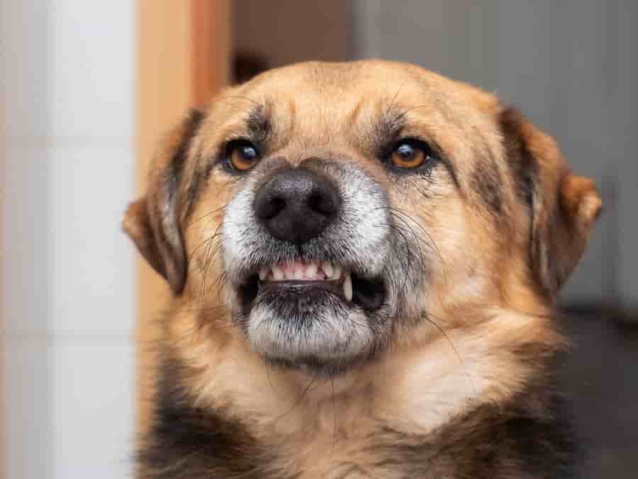 Unprecedented Surge in Dog Attacks on Postal Workers
