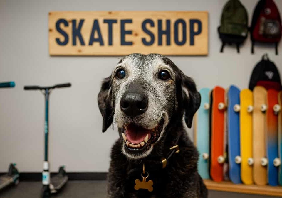 Not all workers have two legs - Dog Abbie celebrates 16 years of service