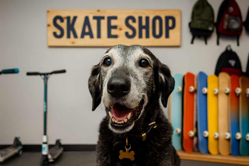 Not all workers have two legs - Dog Abbie celebrates 16 years of service